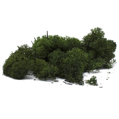 Lichene Verde Bosco Muschio Nordico per Presepe Busta da 200 grammi