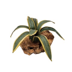 Agave Piantina in Miniatura per Presepe