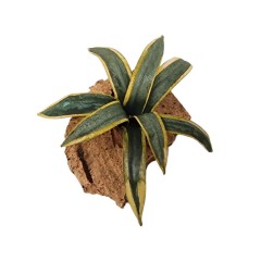 Agave Piantina in Miniatura per Presepe