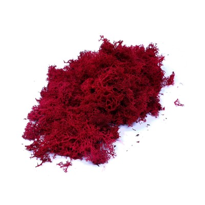 Lichene Rosso Muschio Nordico